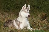 SIBERIAN HUSKY 798